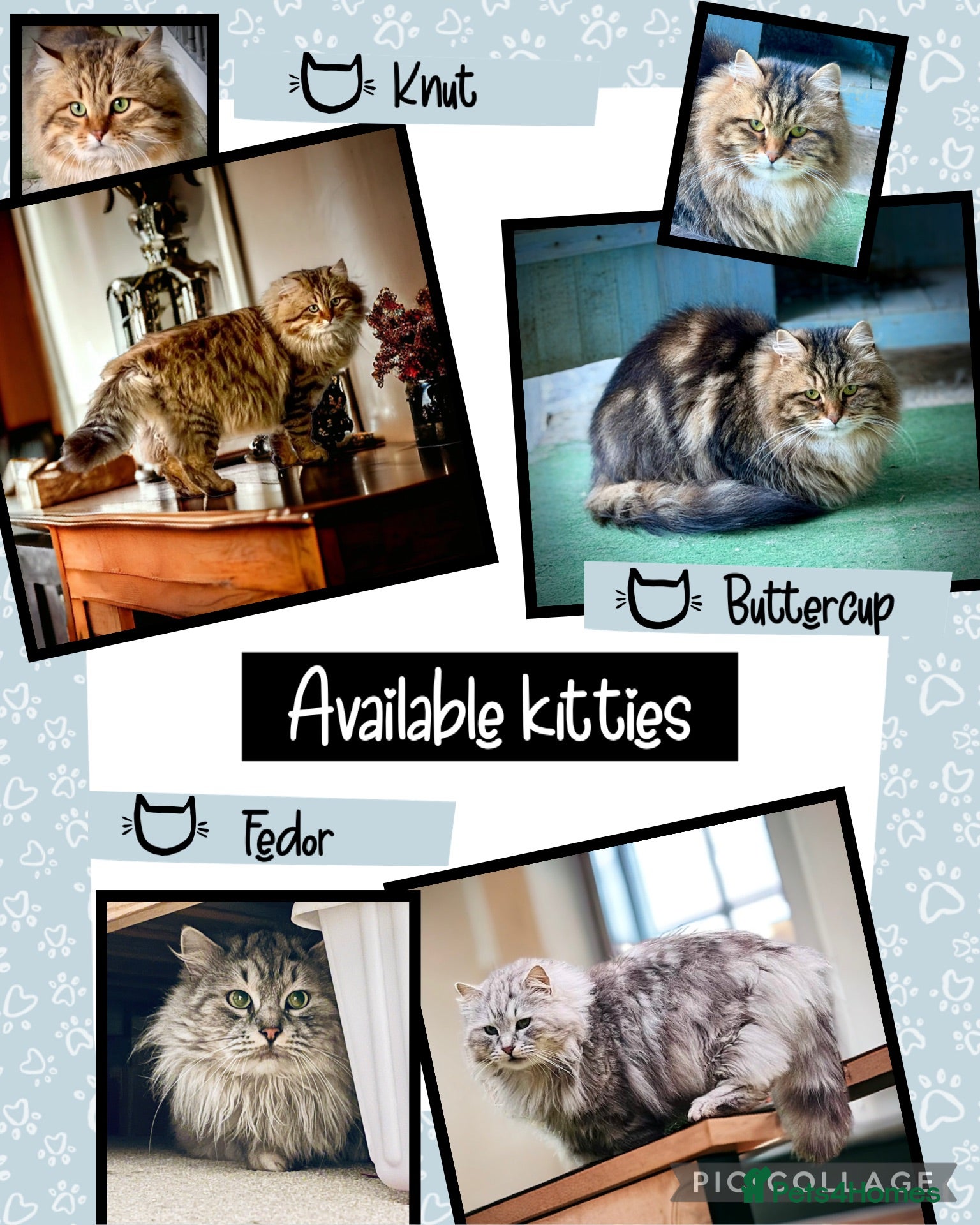 Siberian cats Retiring show cats - Advert 8