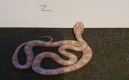 Corn Snake reptiles for sale: ❤️2 beautiful snow cornsnakes babies🐍 - Image 1