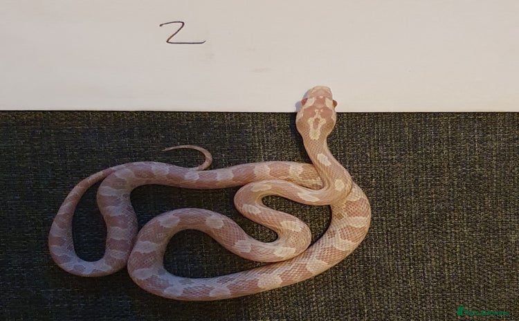 Corn Snake reptiles - Advert 1