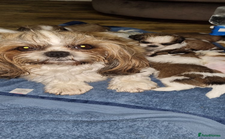 Shih Tzu dogs - Advert 1