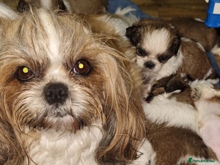 Shih Tzu dogs - Advert 24