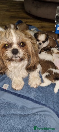 Shih Tzu dogs - Advert 1