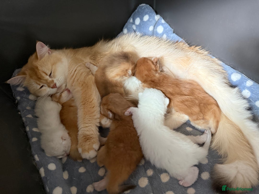 British Longhair cats for sale: GCCF reg BLH Black and Chocolate Golden kittens - Image 4