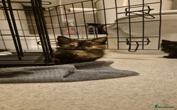 Domestic Shorthair cats for sale: 3 kittens for sale - ready to go! - Image 1