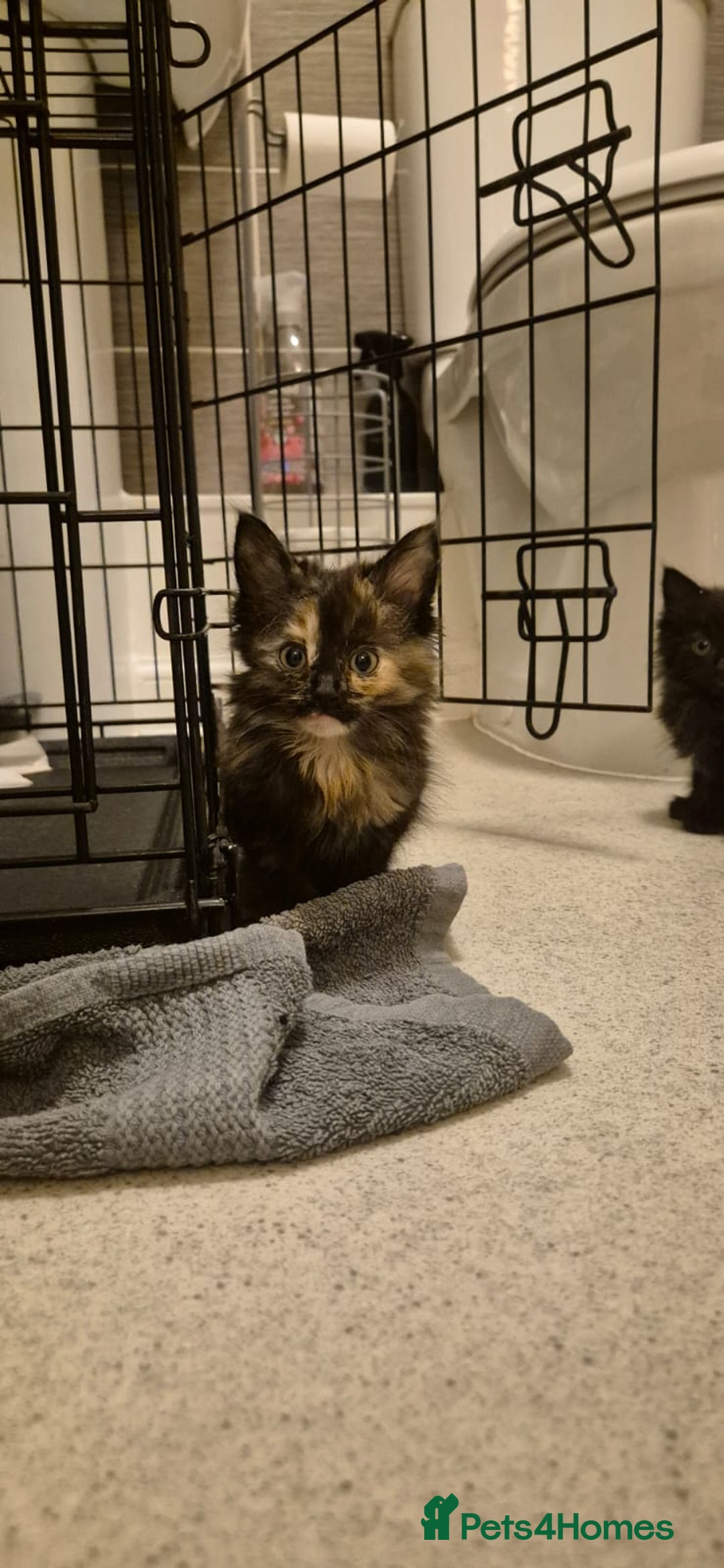 Domestic Shorthair cats for sale: 3 kittens for sale - ready to go! - Image 1