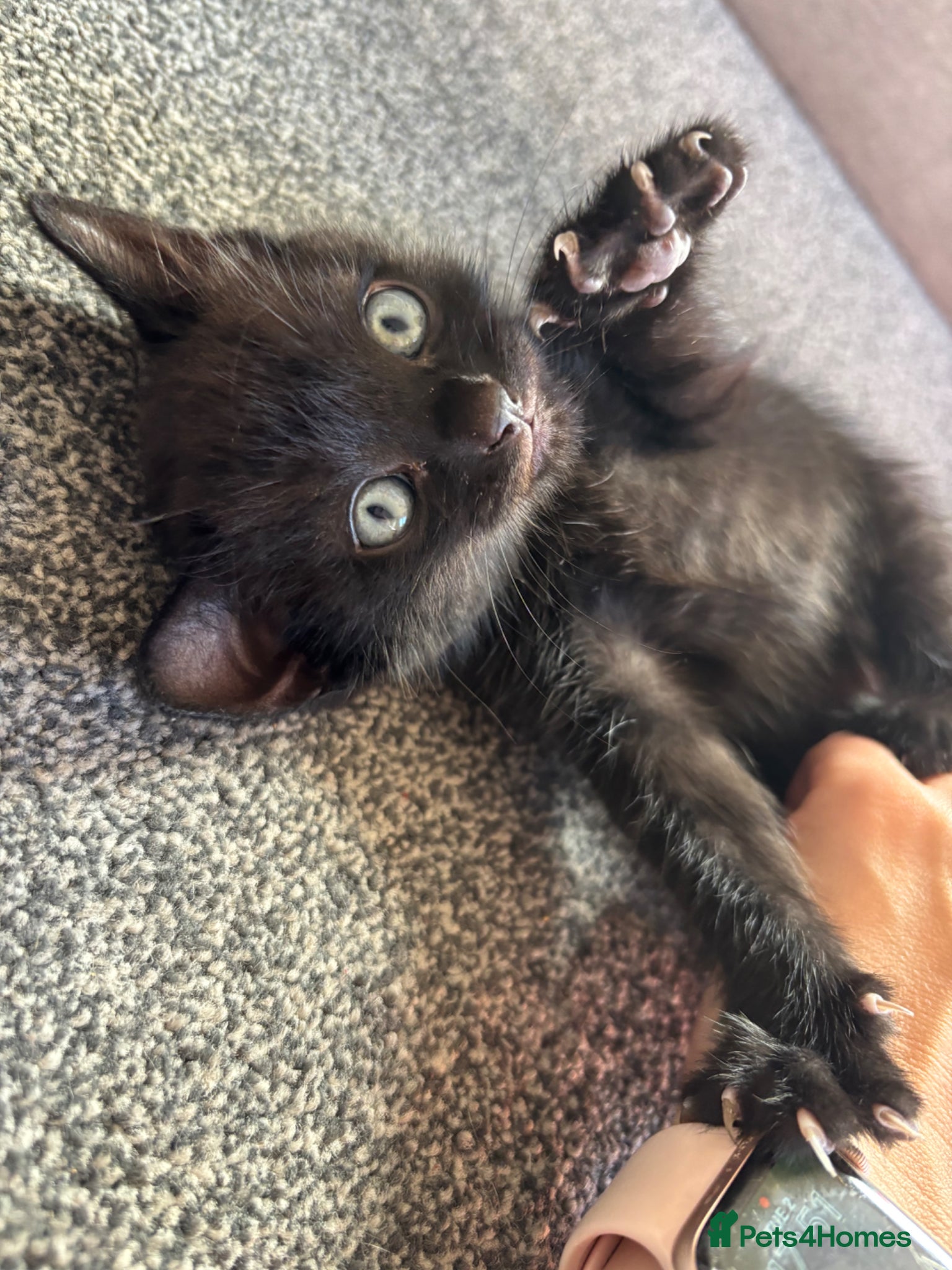 Mixed Breed cats Lovely kittens ready to go to their new home - Advert 6