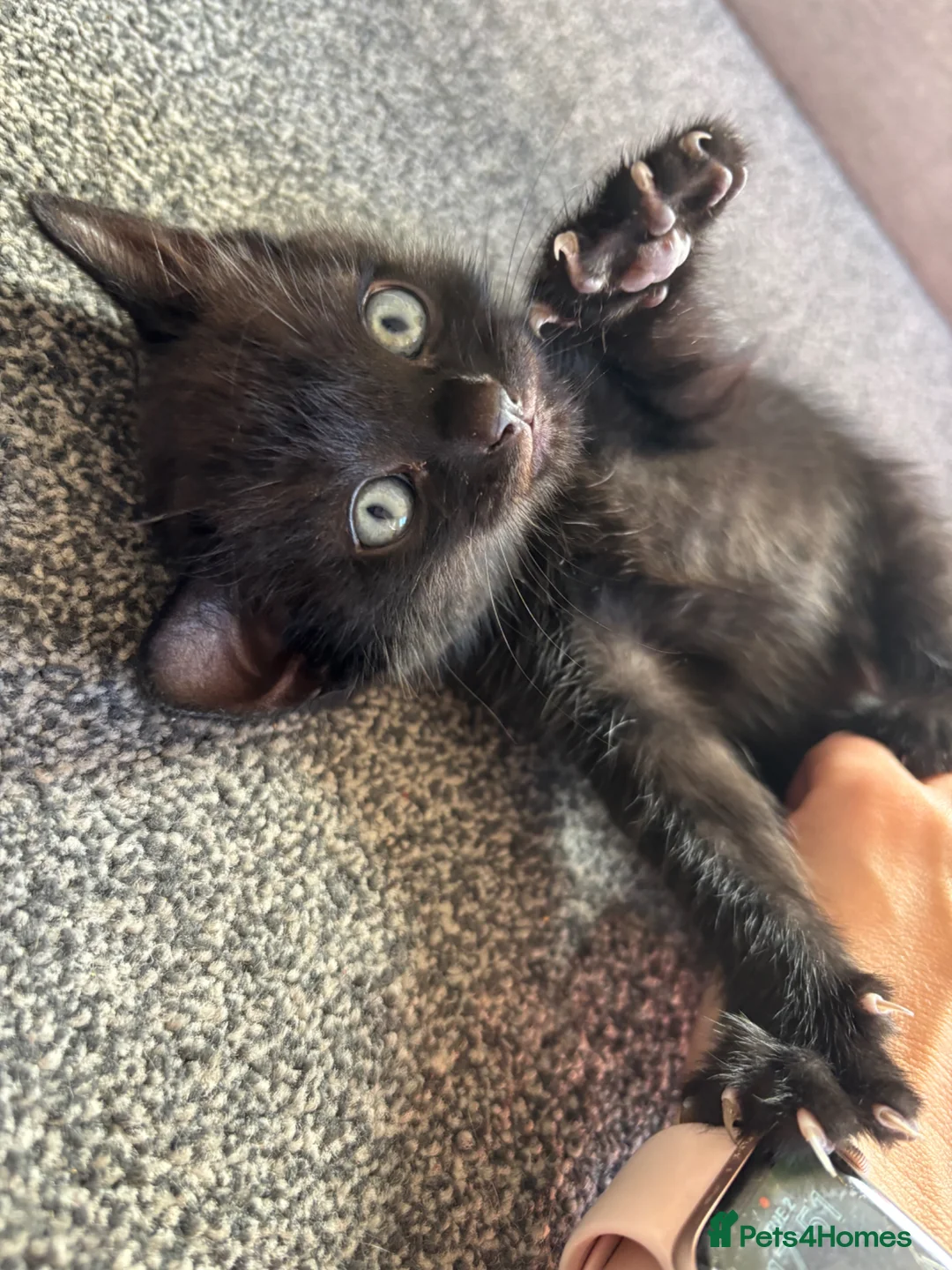 Mixed Breed cats for sale: Lovely kittens ready to go to their new home - Advert 1