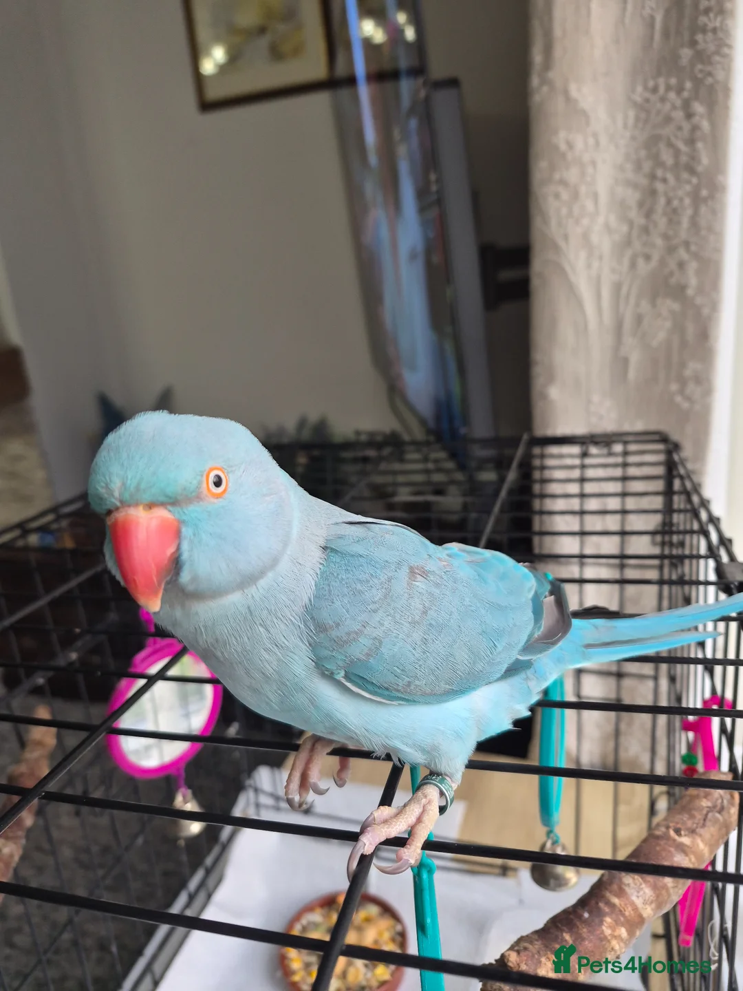 Parakeets birds for sale: Indian Ring Neck Parakeet  in Merthyr Tydfil - Advert 1