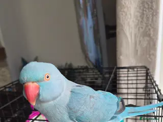 Parakeets birds Indian Ring Neck Parakeet - Advert 7