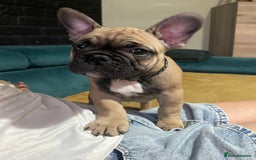 French Bulldog dogs for sale: KcFrenchiePup-HealthTestedParents-Lastone-Readynow in Derby - Image 8