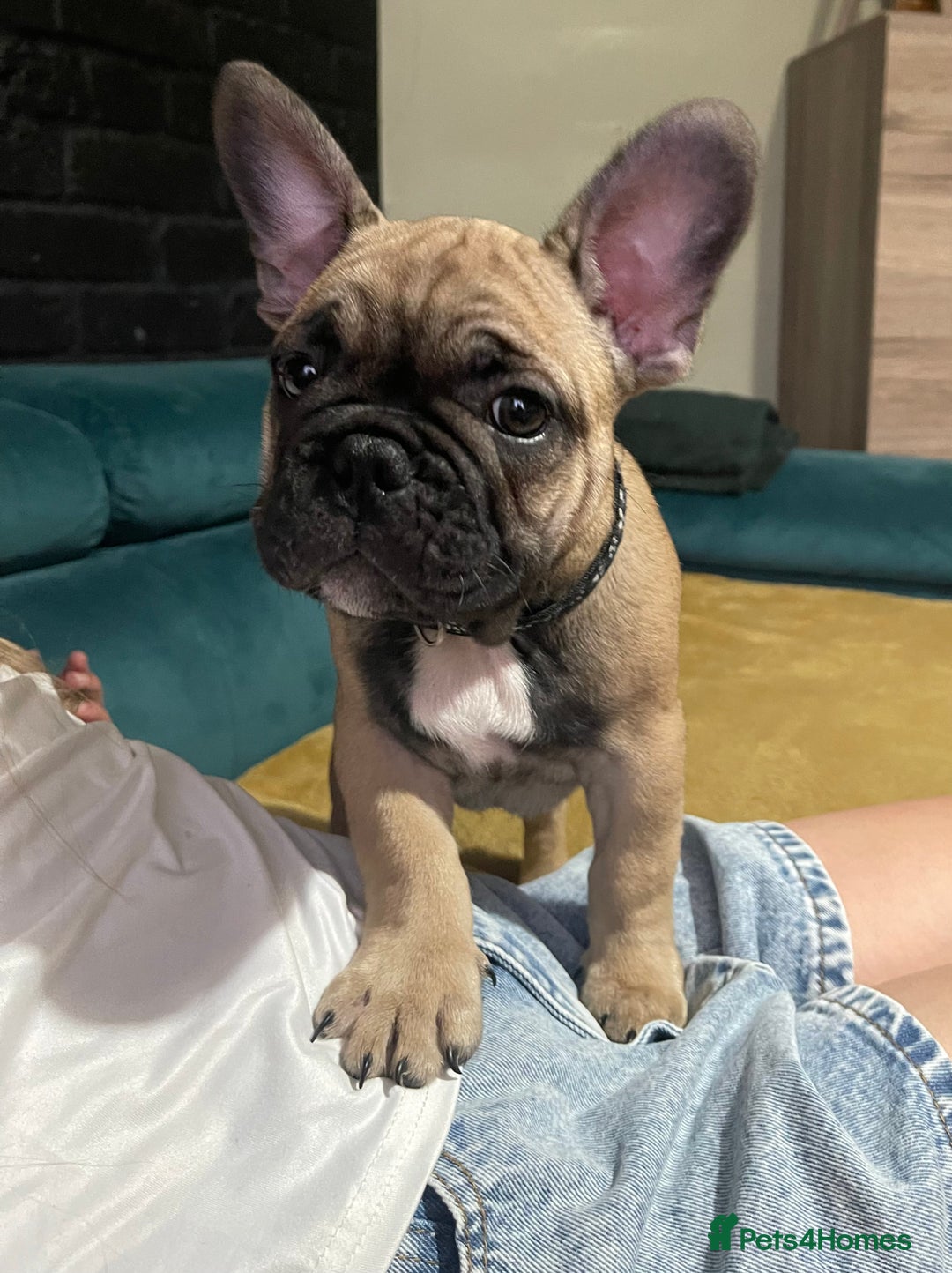 French Bulldog dogs for sale: KcFrenchiePup-HealthTestedParents-Lastone-Readynow in Derby - Image 8