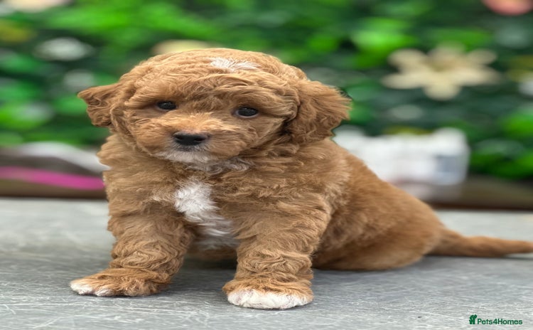 Toy Poodle dogs - Advert 3