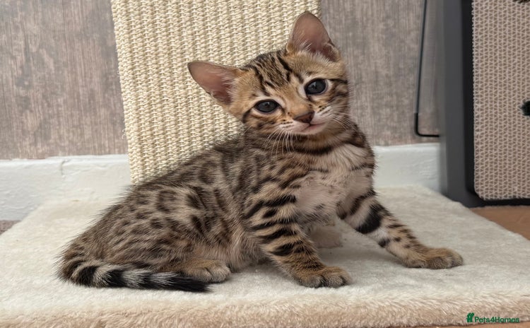 Bengal cats - Advert 5