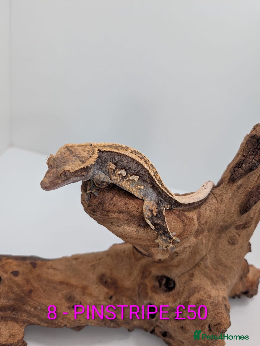 Gecko reptiles for sale: Adult Crested Geckos - Advert 6