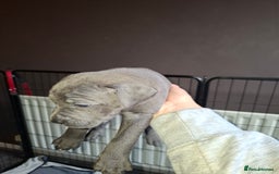 Mixed Breed dogs for sale: Stunning cane corso cross pups - Image 8