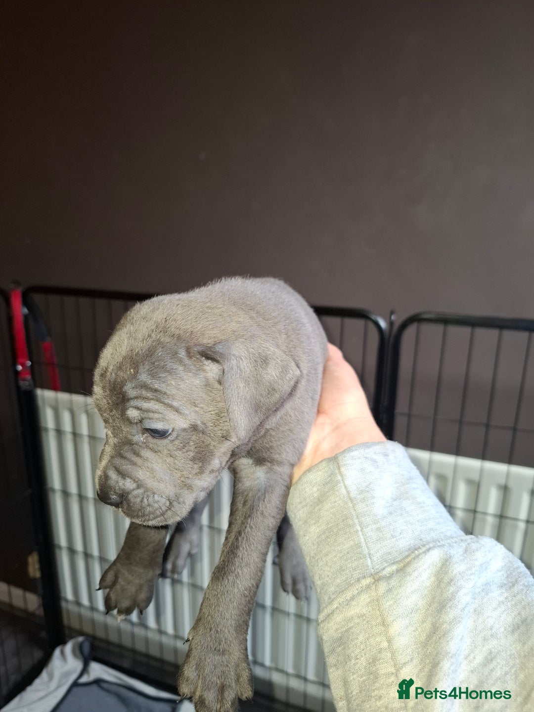 Mixed Breed dogs for sale: Stunning cane corso cross pups - Image 8