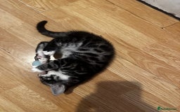 Bengal cats for sale: Stunning Silver & Charcoal Bengal Boys & Girls! - Image 26