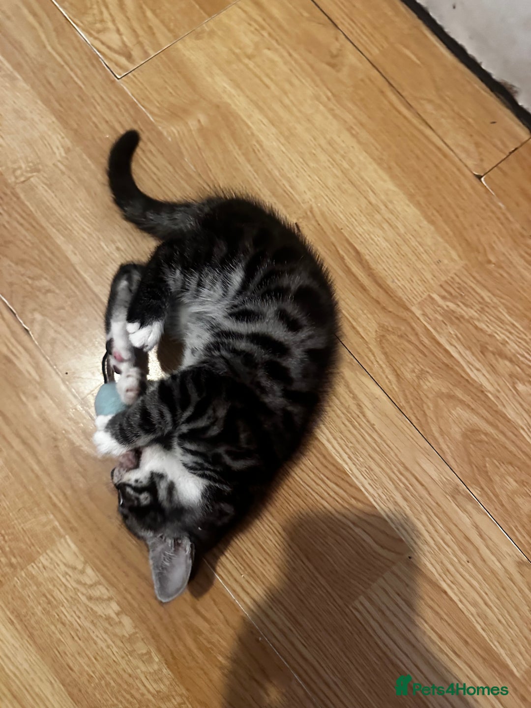 Bengal cats for sale: Stunning Silver & Charcoal Bengal Boys & Girls! - Image 26