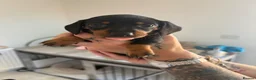Miniature Dachshund dogs for sale: Miniature Black and Tan dachshunds  in Glenrothes - Advert 11