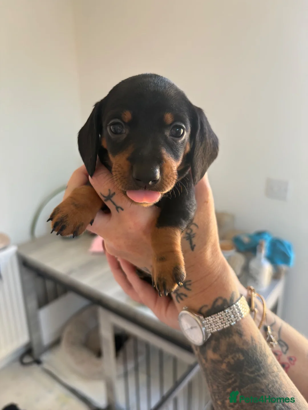 Miniature Dachshund dogs for sale: Miniature Black and Tan dachshunds  in Glenrothes - Advert 11