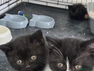 British Shorthair cats Pedigree BSH males ready 25th March - Advert 9