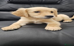 Golden Retriever dogs for sale: Golden retriever puppy - Image 3