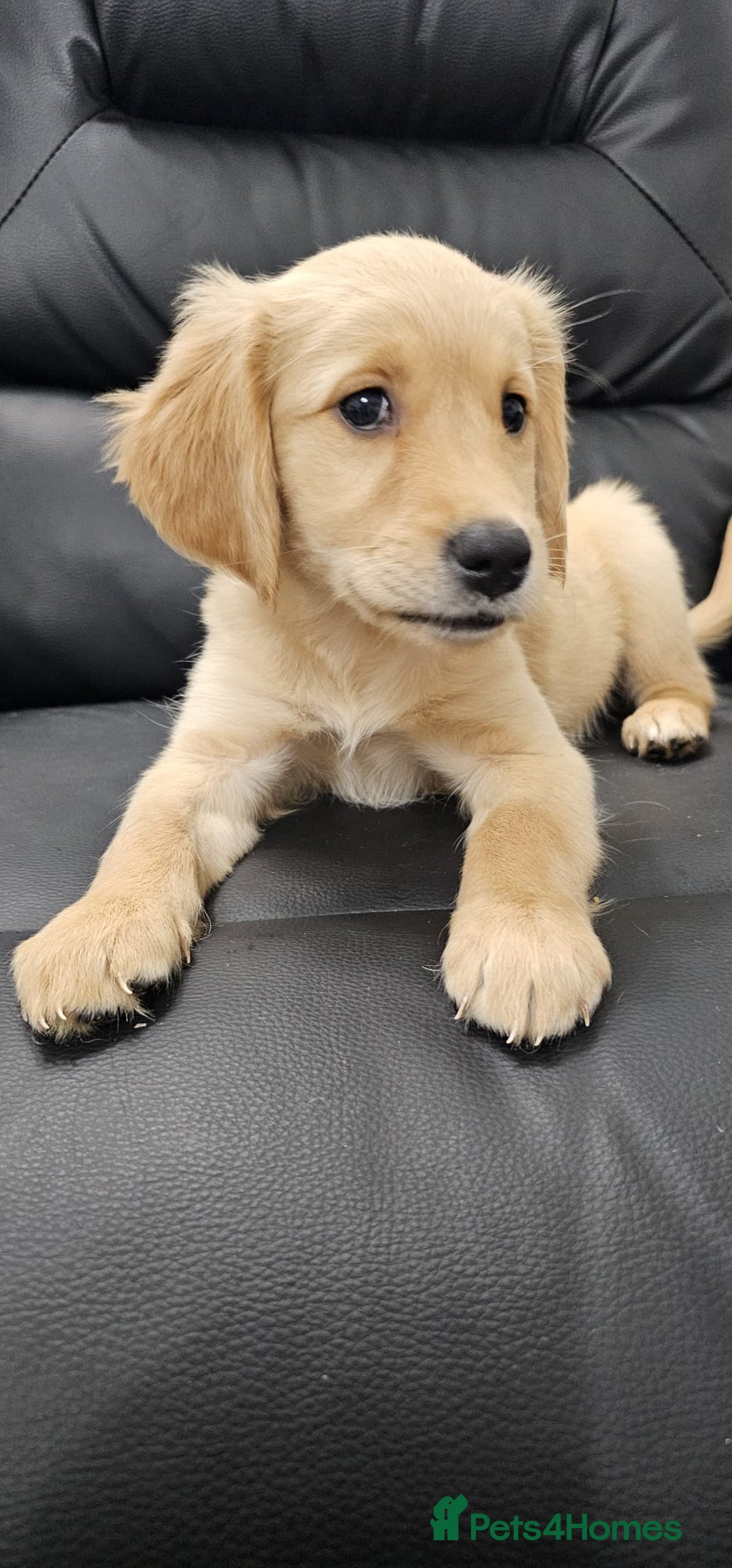 Golden Retriever dogs for sale: Golden retriever puppy - Image 3