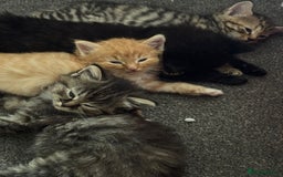 British Longhair cats for sale: 3 kittens left to go  - Image 1