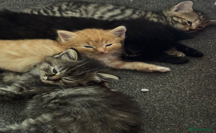 British Longhair cats - Advert 1