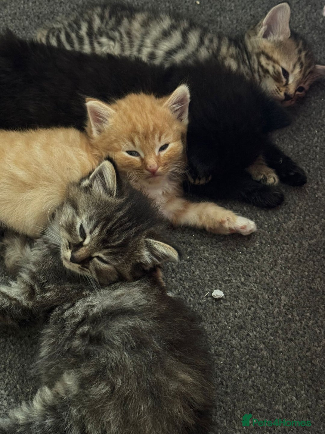 British Longhair cats for sale: 3 kittens left to go  - Image 1