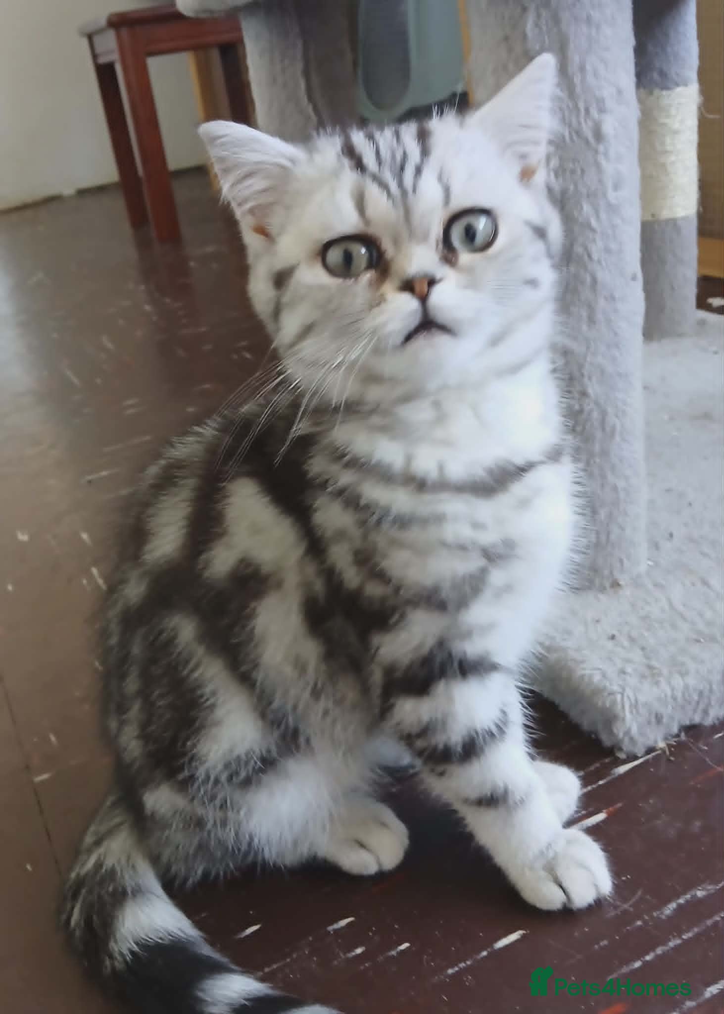 British Shorthair cats Bsh.Silver Classic Tabby. - Advert 7