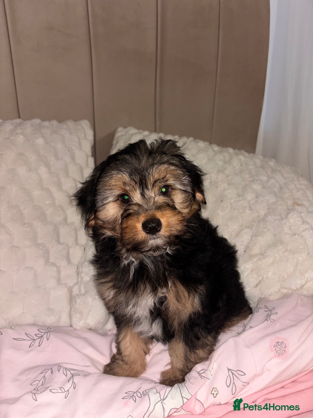 Yorkshire Terrier dogs for sale: Yorkshire Terrier 2 boys left  - Advert 4