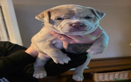 American Bully dogs for sale: Pocket Bully pups  - Image 7