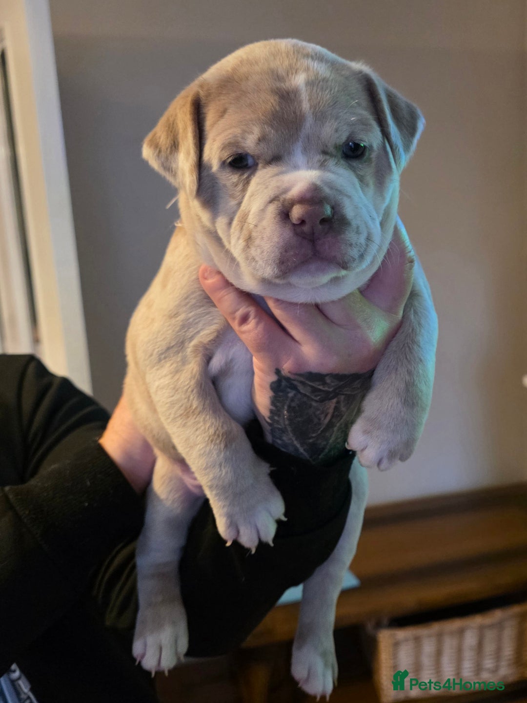 American Bully dogs for sale: Pocket Bully pups  - Image 7