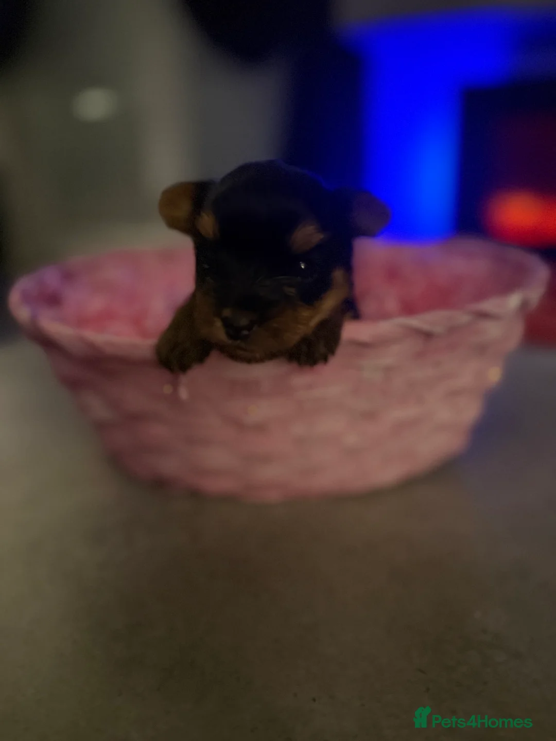 Yorkshire Terrier dogs for sale: 1 TEACUP YORKSHIRE TERRIER GIRL LEFT 2 IN LITTER - Advert 2