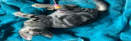 Mixed Breed cats for sale: Cute kittens for sale KT4 - Advert 14