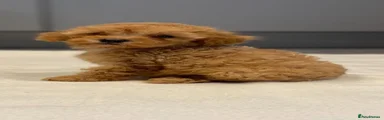 Cavapoo 4