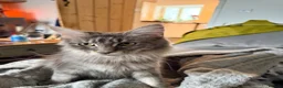 Maine Coon cats for sale: Tilly - 1.5 yr old Maine coon - Advert 7