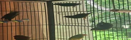 Parrots birds for sale: Talkative and Playful Parrot Available in Worcester - Advert 2