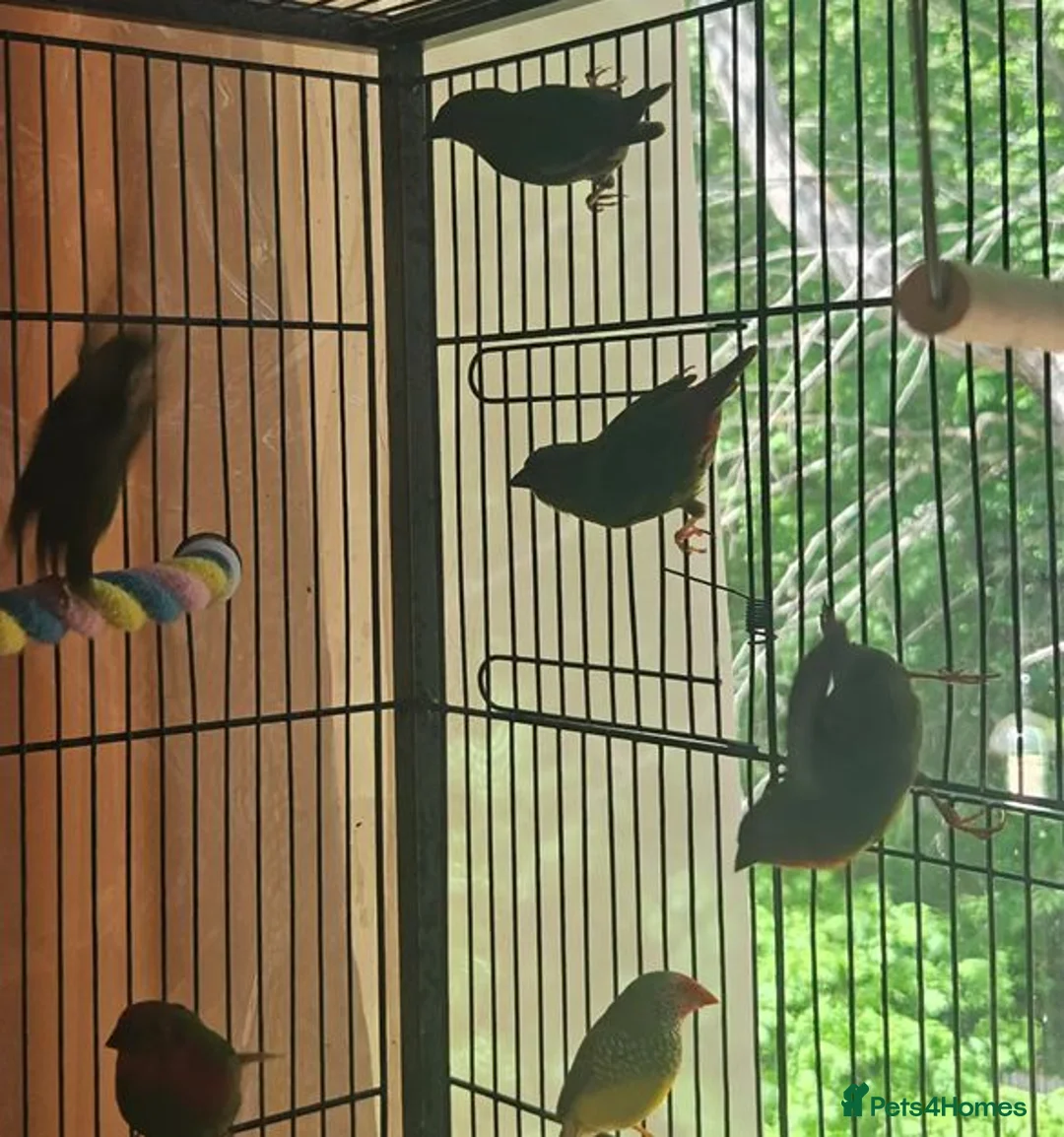 Parrots birds for sale: Talkative and Playful Parrot Available in Worcester - Advert 2
