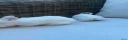Lionhead rabbits for sale: Male lion head 8 weeks old  - Advert 3