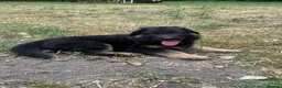 German Shepherd dogs for sale: German Shepherd puppies – Kennel Club registered - Advert 6