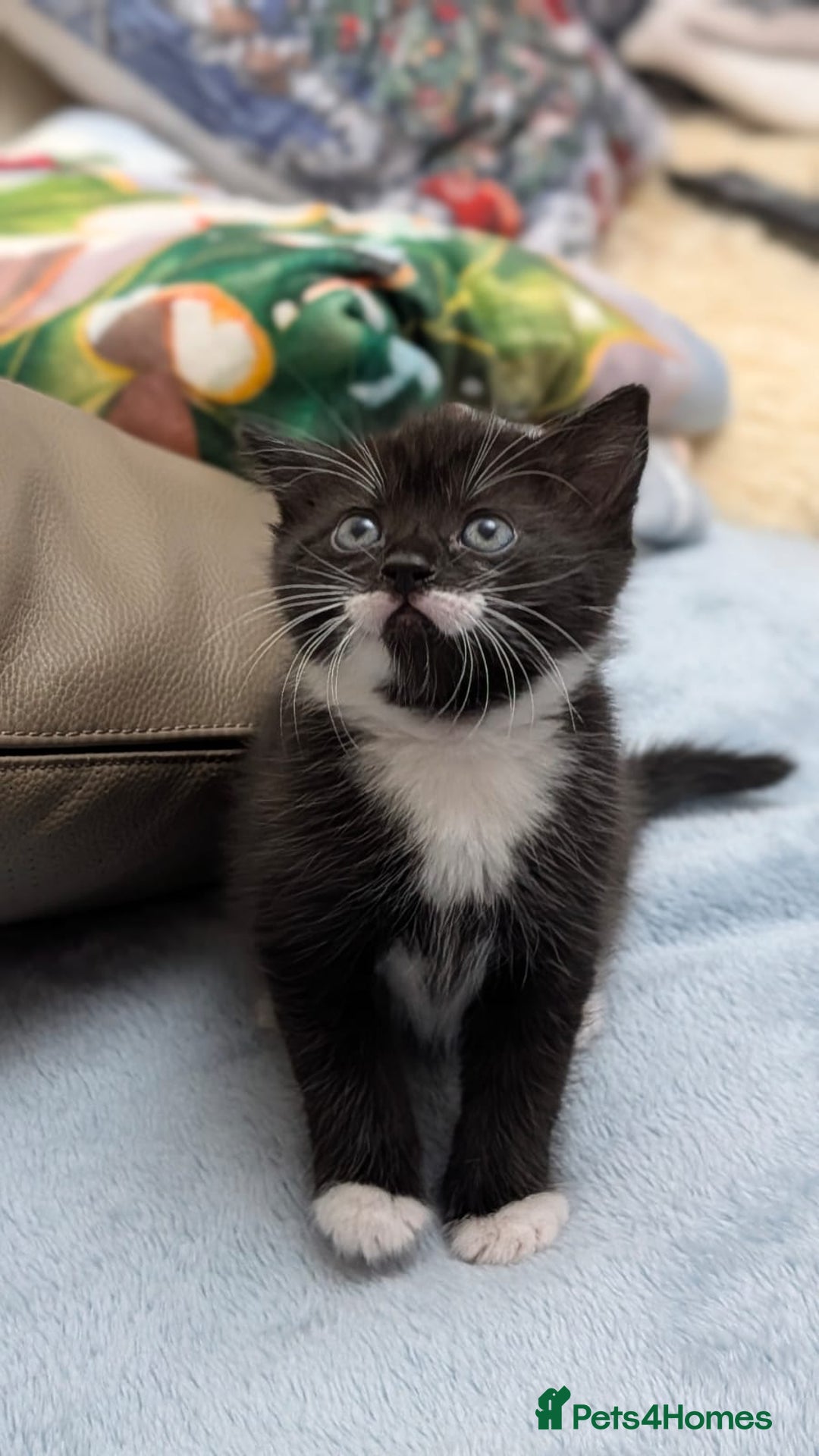 European cats for sale: 4 beautiful kittens for sale - Advert 9