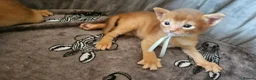 Abyssinian cats for sale: Abyssinian kittens for sale - Advert 11