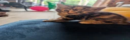 Mixed Breed cats for sale: Beautiful orange, grey and tabby kittens  - Advert 12