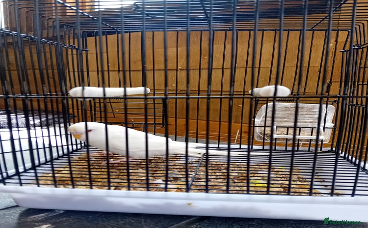 Budgerigars birds - Advert 2
