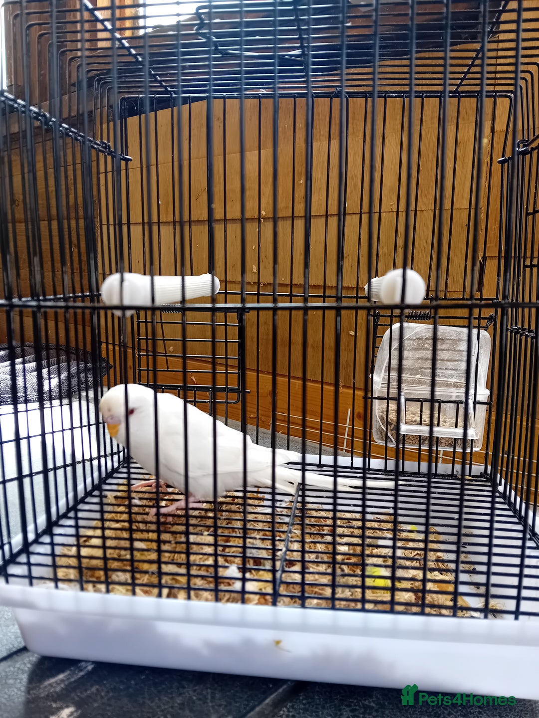 Budgerigars birds for sale: Young budgies  - Image 1
