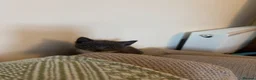 Mixed Breed cats for sale: Rare Grey Kitten  - Advert 5