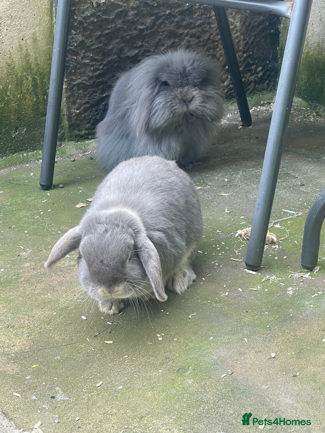 Mini Lop rabbits for sale: Possibly rehoming my male rabbit  - Image 3