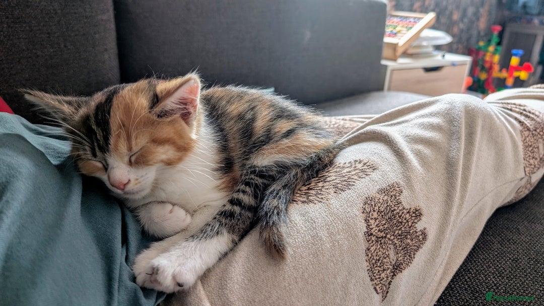 Maine Coon cats for sale: 😽 Cuddly Maine coon kittens 😽 in Preston - Image 24